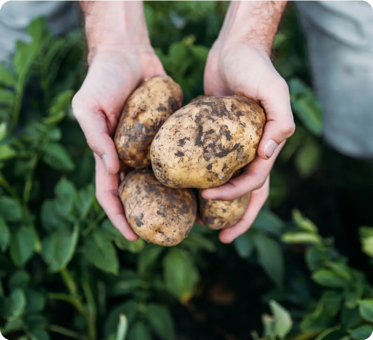 A person holding potatoes in their hands.