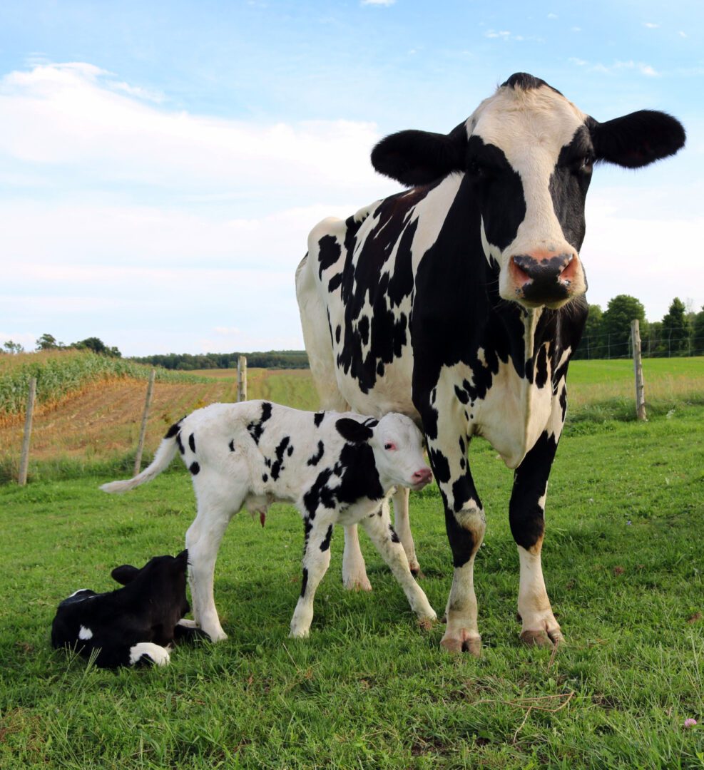 A cow and her calf in the grass.