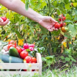 A person picking tomatoes from the garden