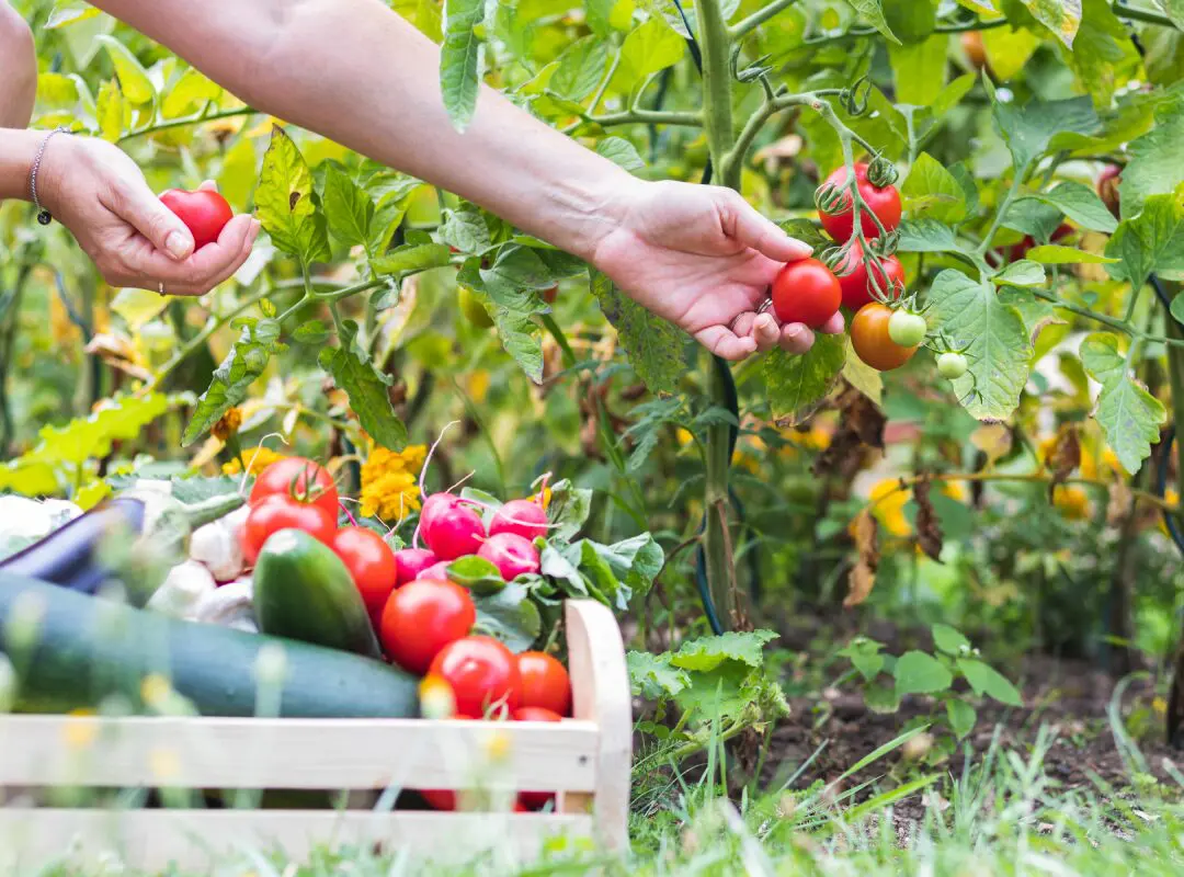 A person picking tomatoes from the garden