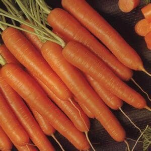 Fresh carrots arranged on a dark surface.
