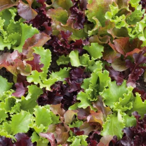 Mixed green and red lettuce leaves.