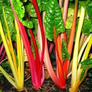 Colorful Swiss chard plants with green leaves.
