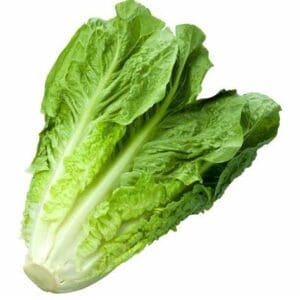 Fresh romaine lettuce on white background.
