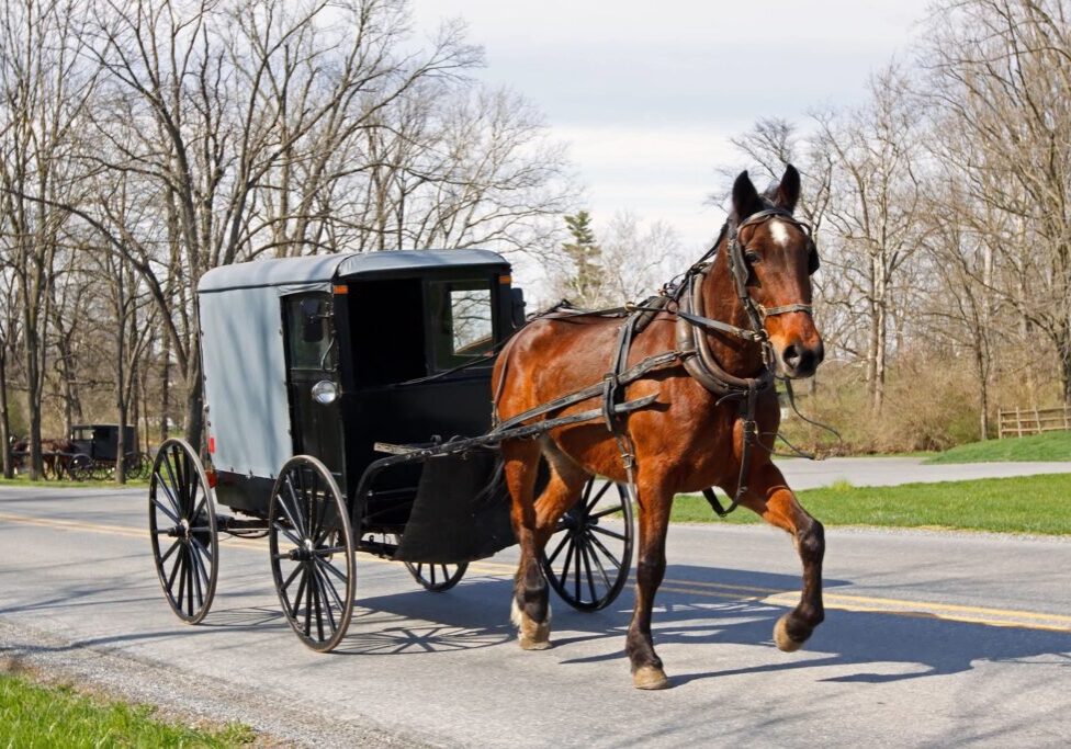 A horse and carriage on the road in front of trees.
